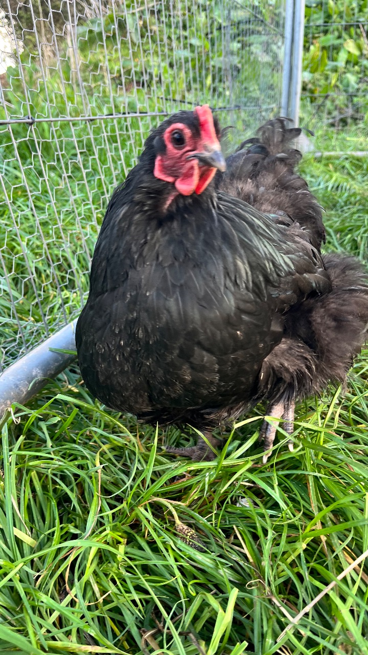 Blue / Black orpington bantam Hatching Eggs 5
