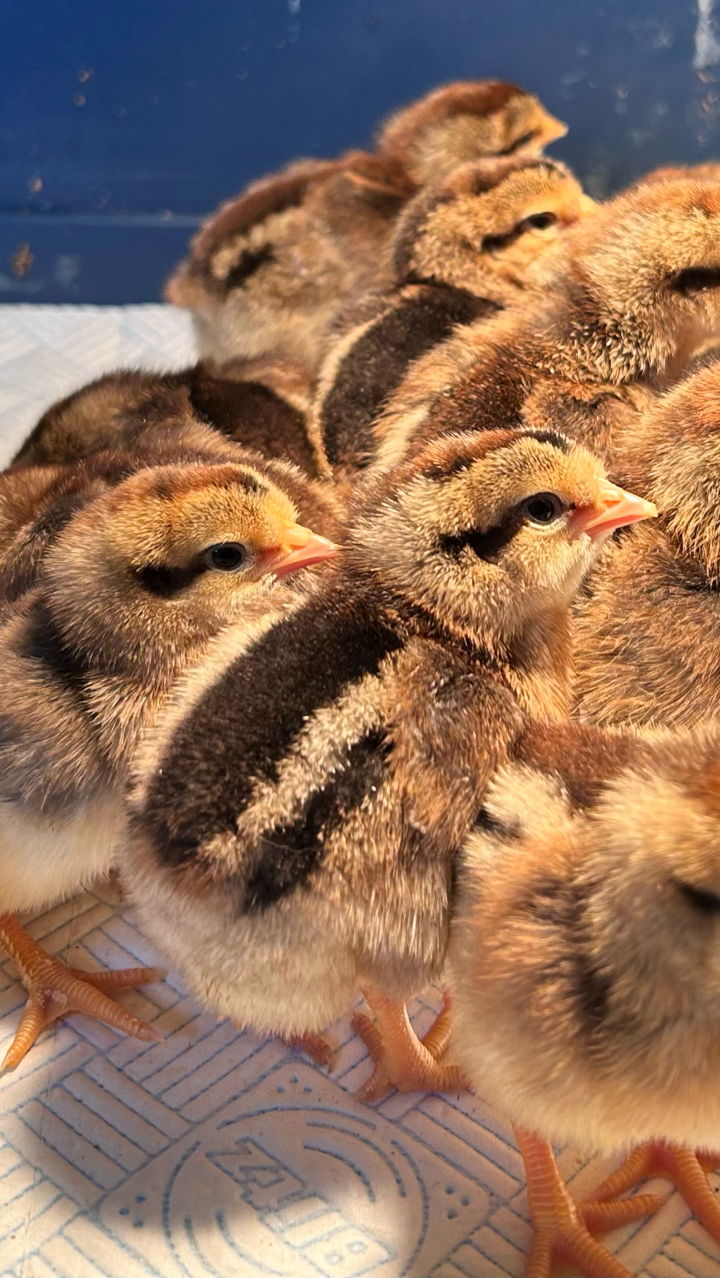 Female Cream Legbar Chicks