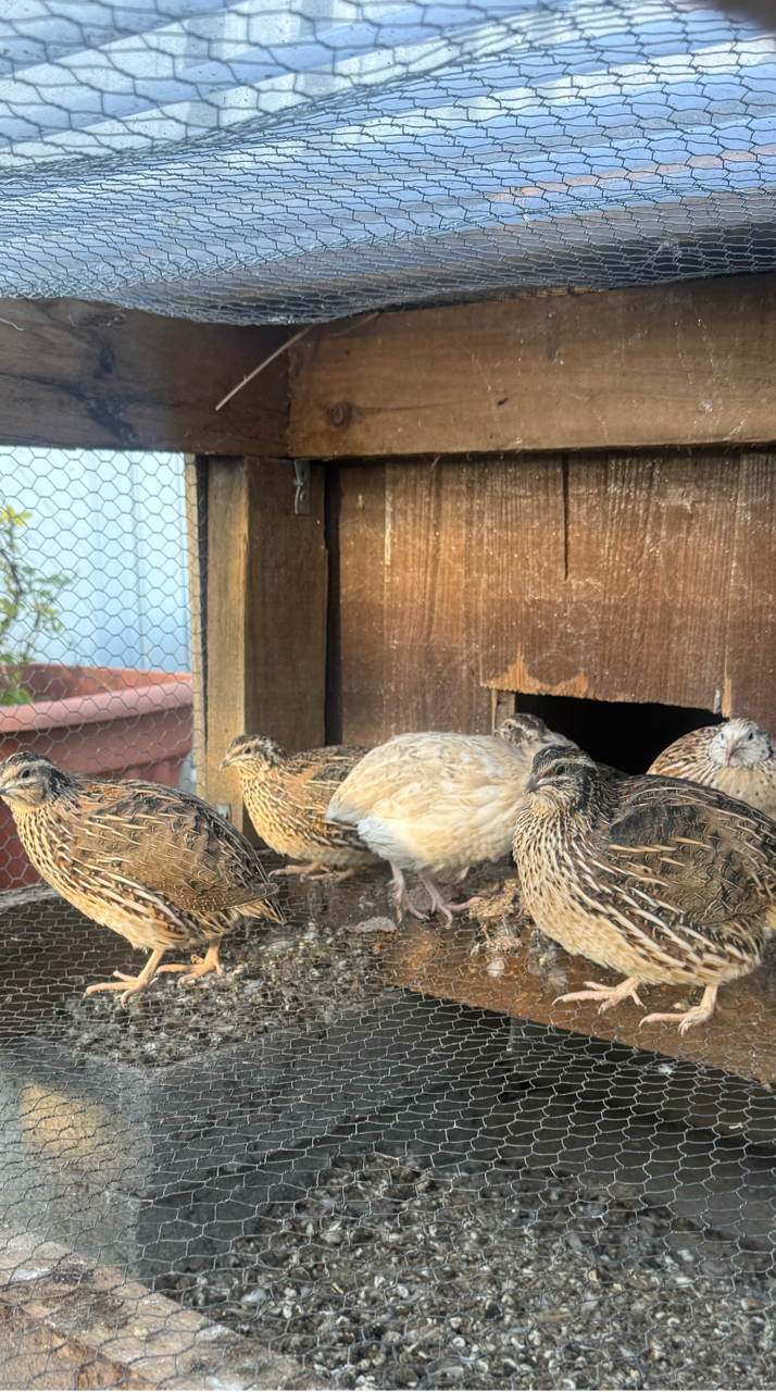 Japanese quail hatching eggs