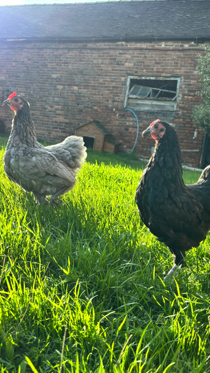 Breeding Trio of German Langshan