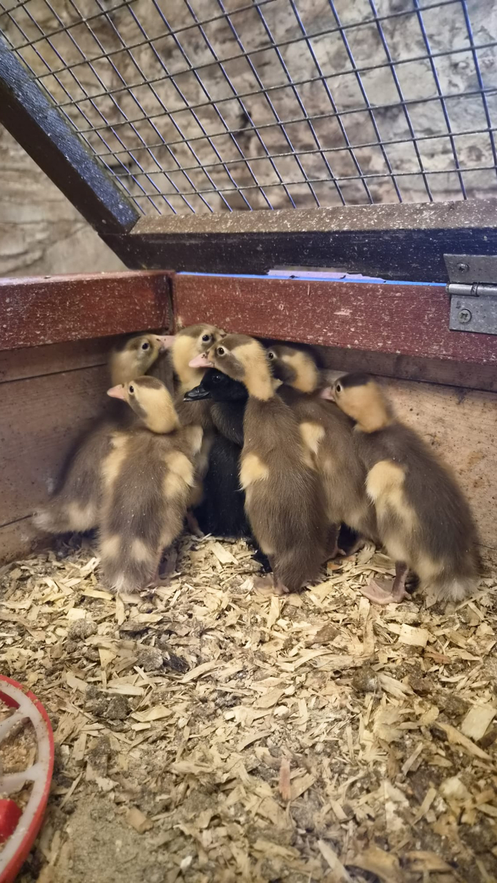 6 Indian runner ducklings 2