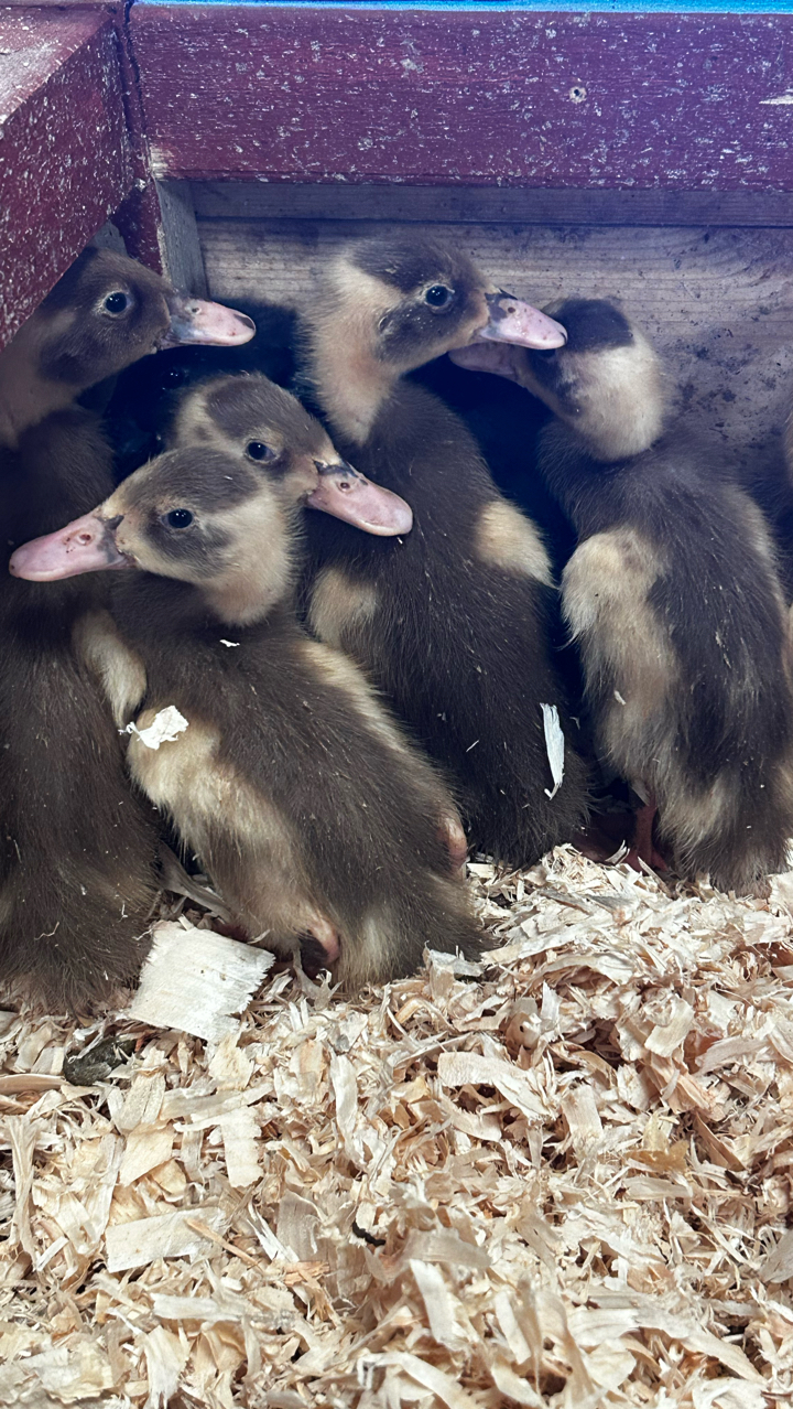 6 Indian runner ducklings