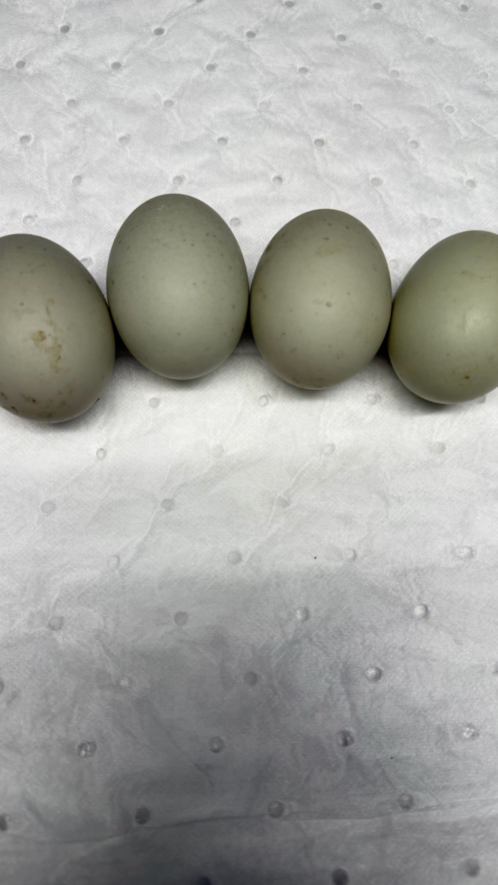 6x hatching eggs 2