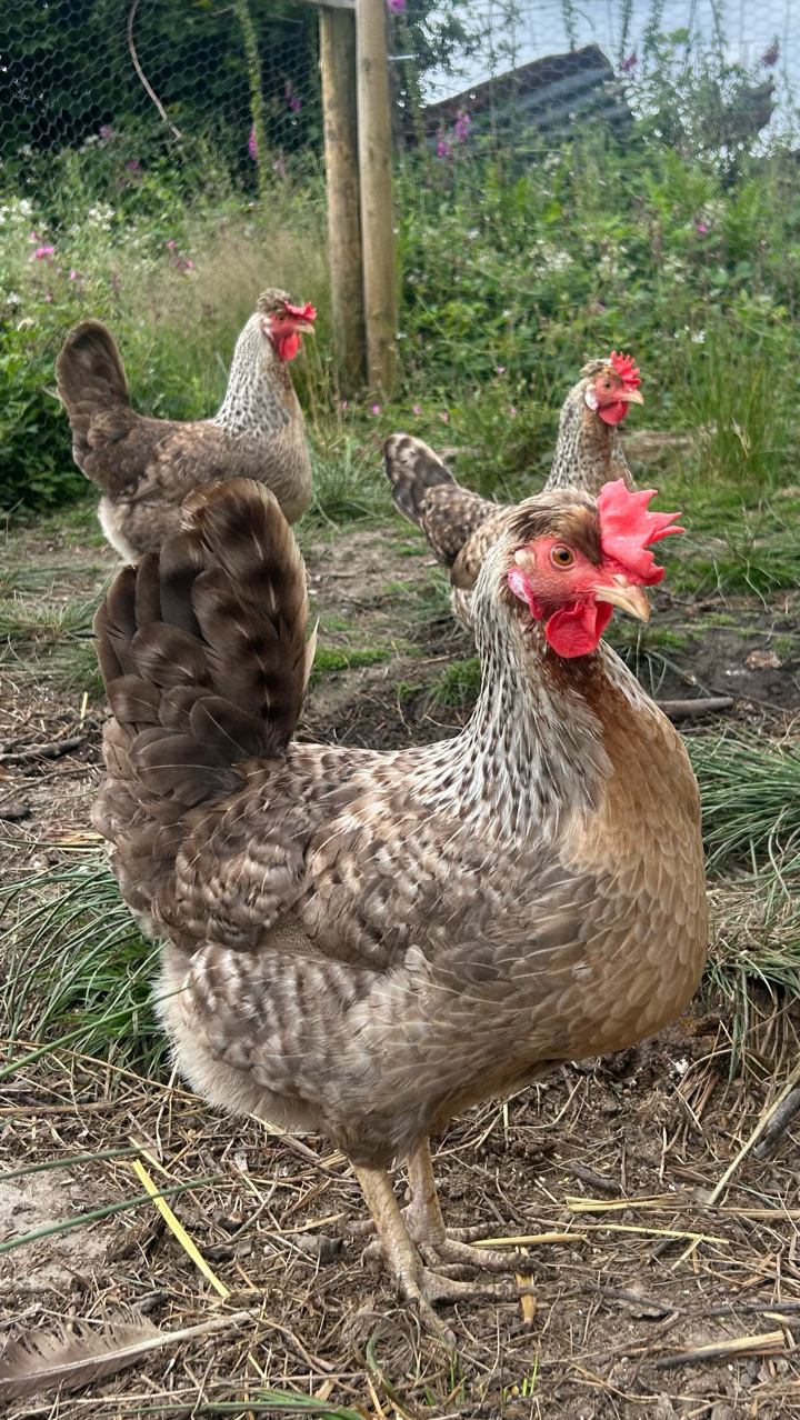 Female Cream Legbar Chicks 2