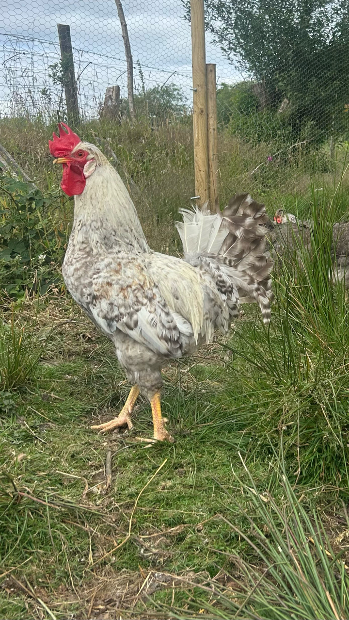 Female Cream Legbar Chicks 3