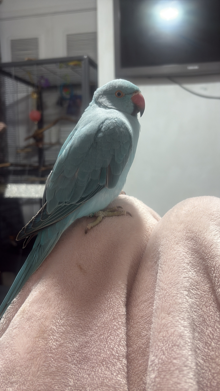 ringneck parrot 2