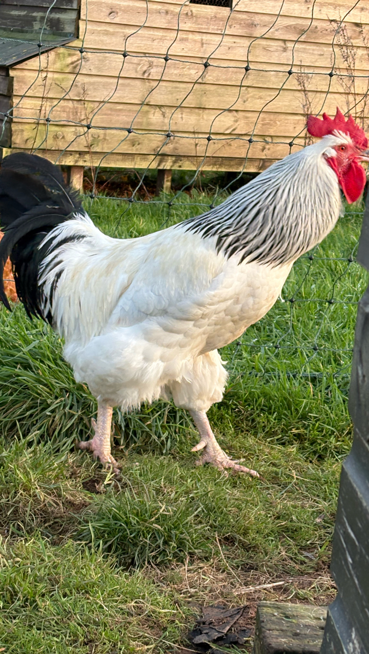 light Sussex hatching eggs