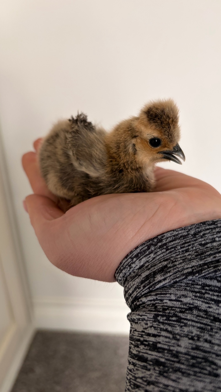 9 Week Old UK Bantam Silkie Growers Unsexed 7