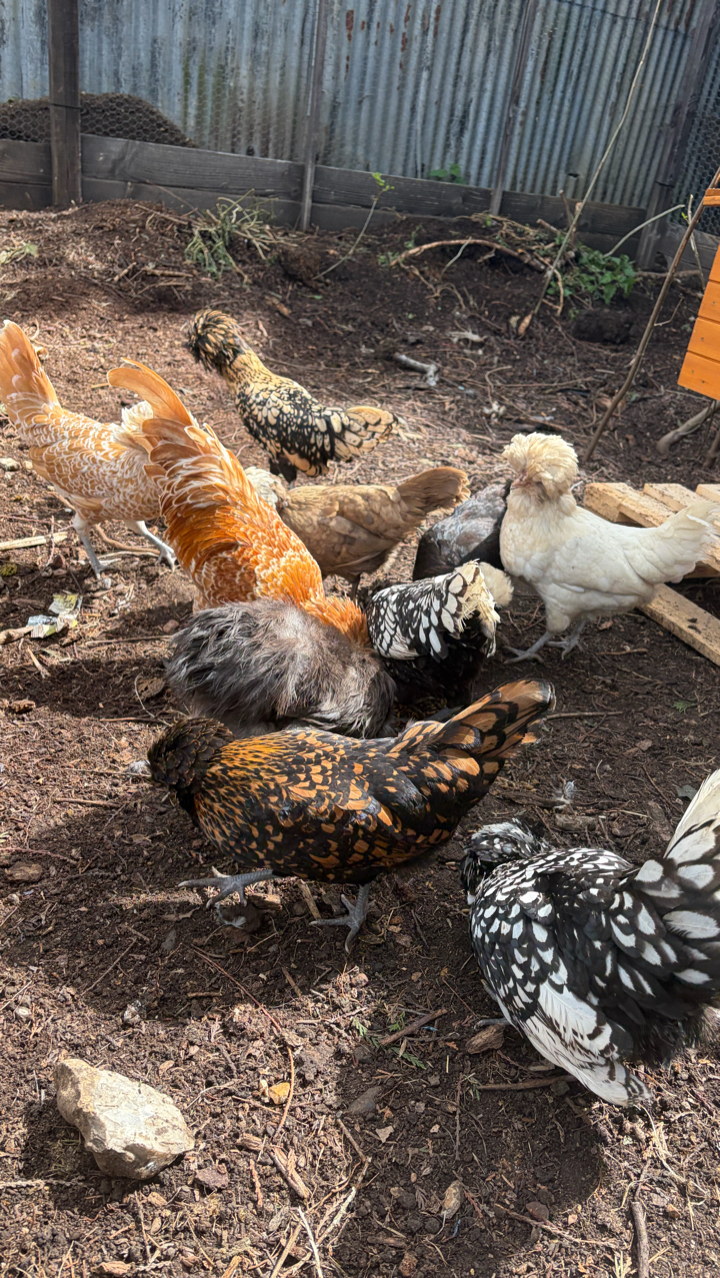 Polish Eggs including postage