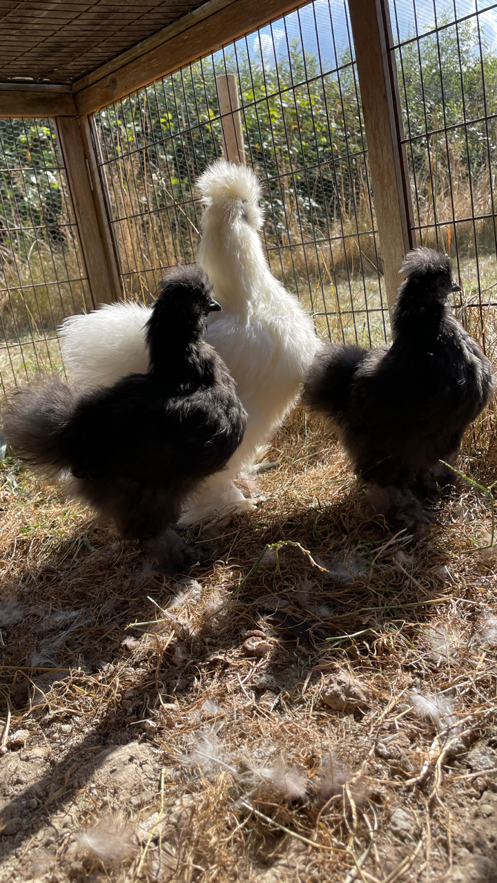 silkie chickens