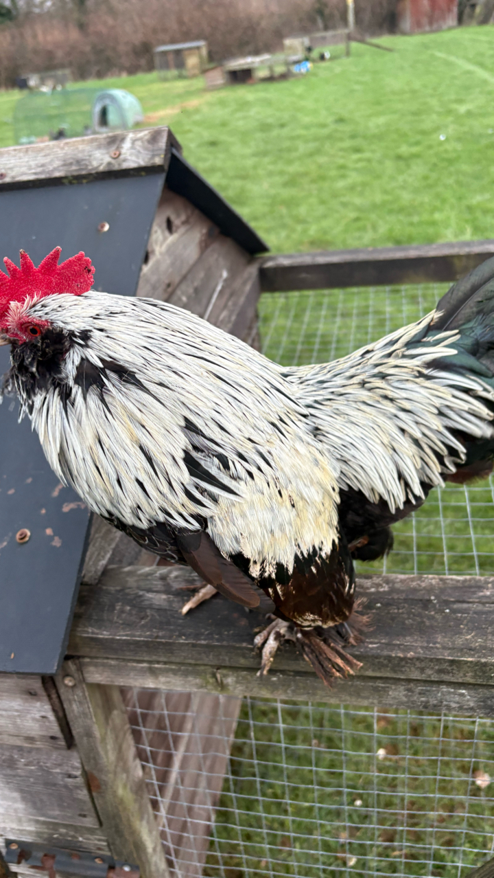 6 silver birchen D’uccle super rare