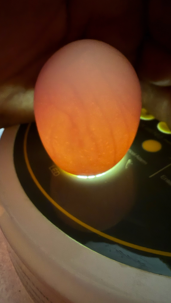 Polish Eggs including postage 4