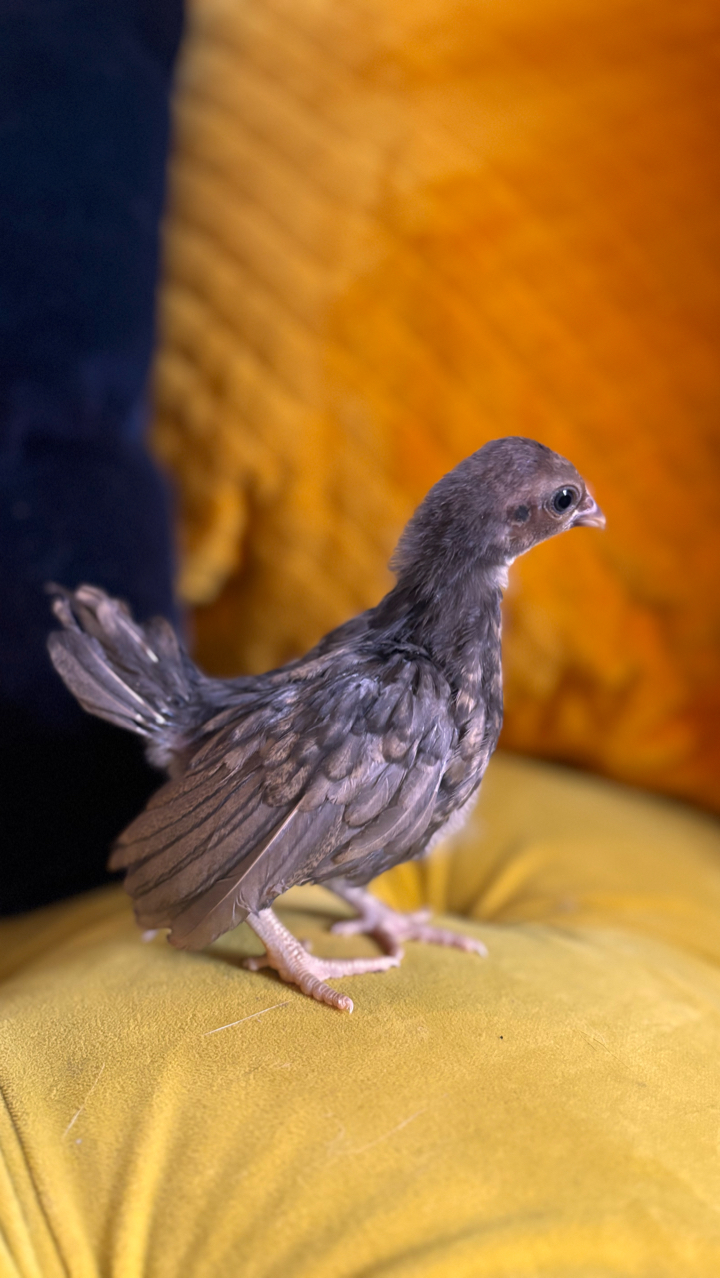 Mini Serama Hatching eggs x6 6
