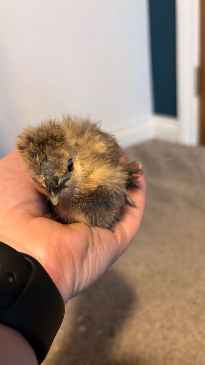 9 Week Old UK Bantam Silkie Growers Unsexed 6
