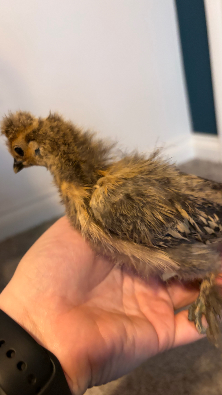 9 Week Old UK Bantam Silkie Growers Unsexed 5