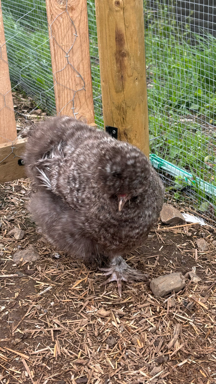 Cuckoo Silkie Hen 2