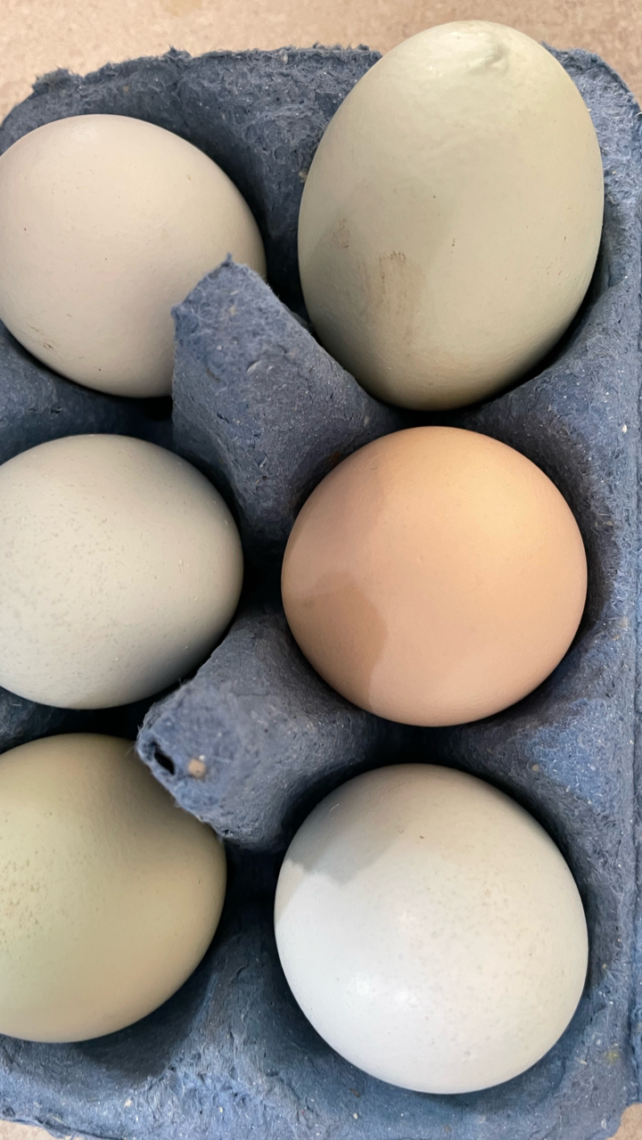 6 Mixed Hatching Eggs