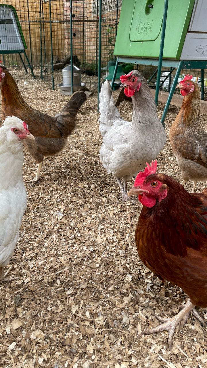 6 Mixed Hatching Eggs 3