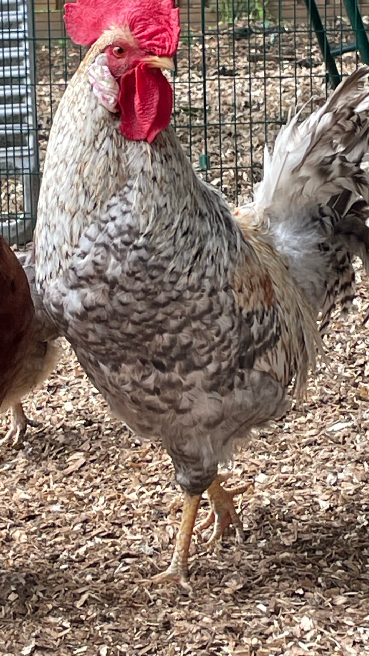 6 Mixed Hatching Eggs 2