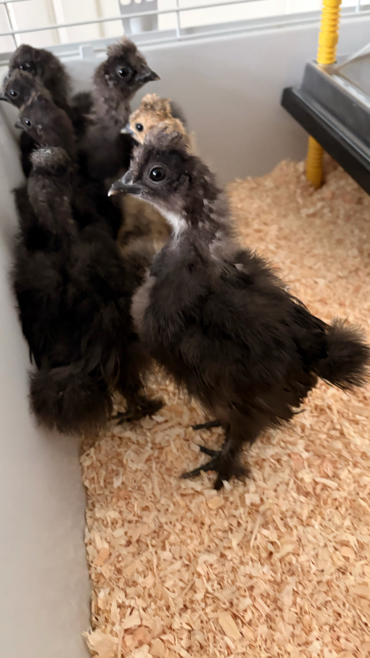 9 Week Old UK Bantam Silkie Growers Unsexed