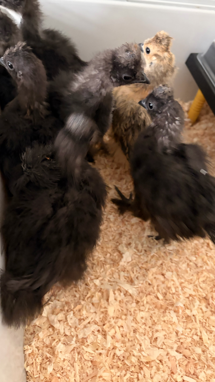 9 Week Old UK Bantam Silkie Growers Unsexed 2