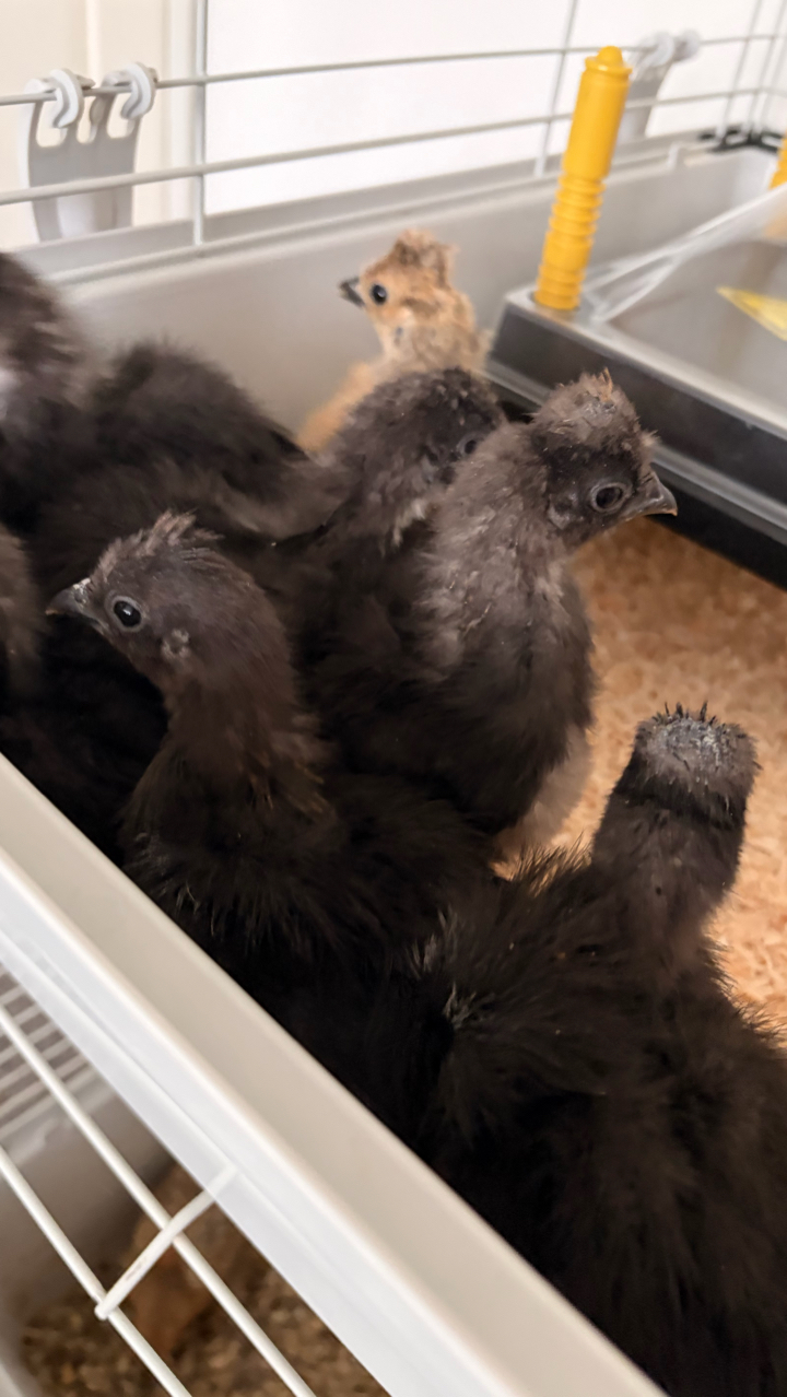 9 Week Old UK Bantam Silkie Growers Unsexed 3