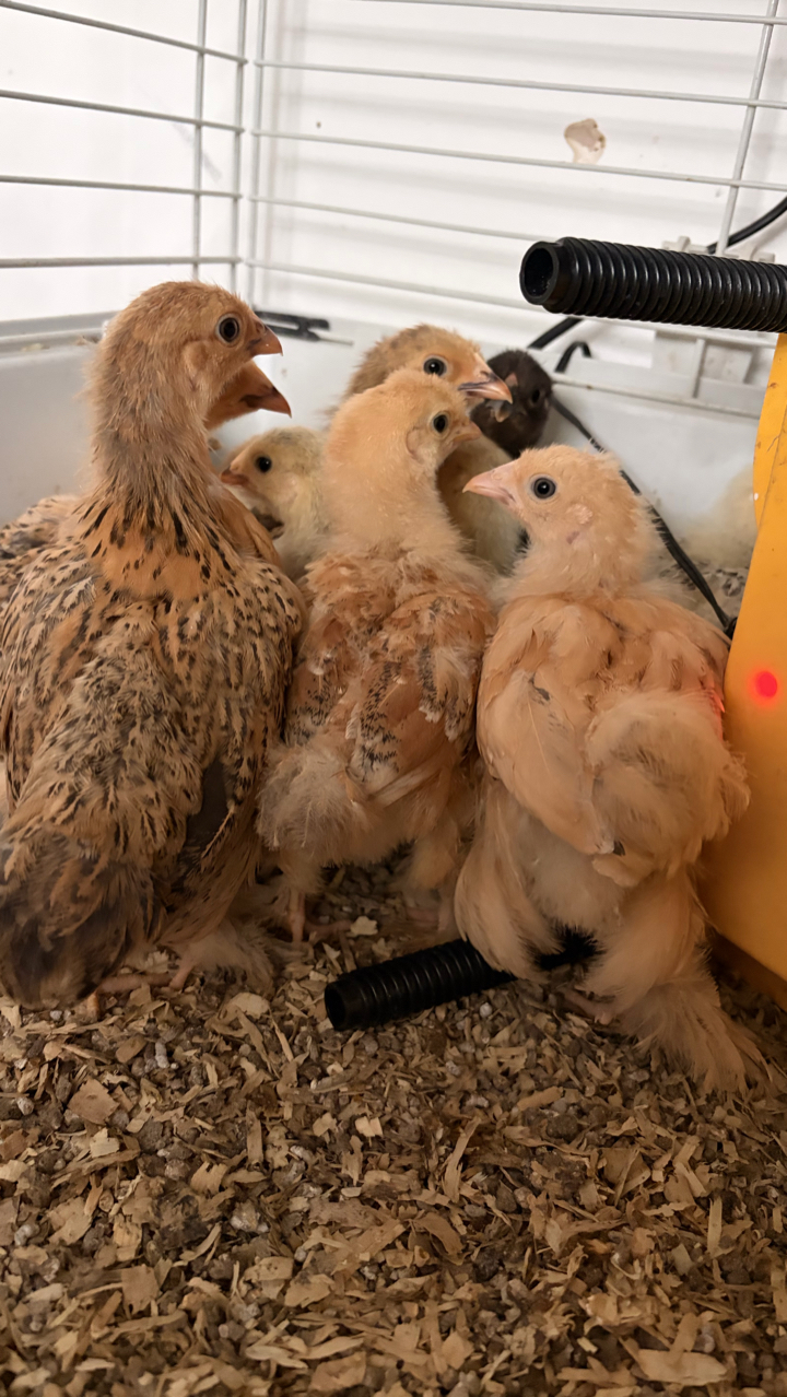Pure Pekin Bantam Growers 9 Weeks 2