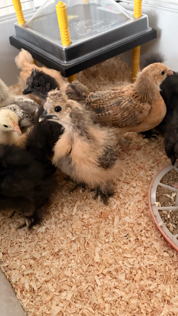 Pure Pekin Bantam Growers 9 Weeks 3