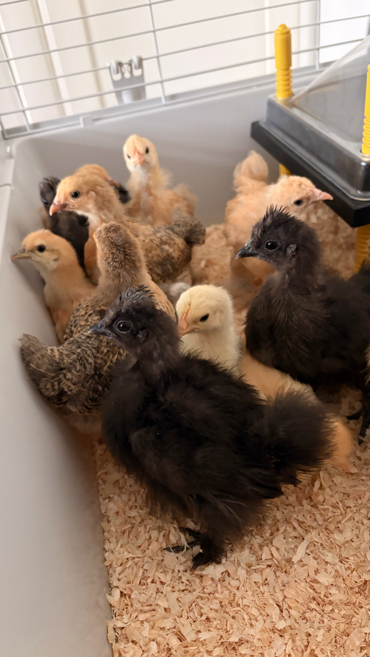 9 Week Old UK Bantam Silkie Growers Unsexed 4