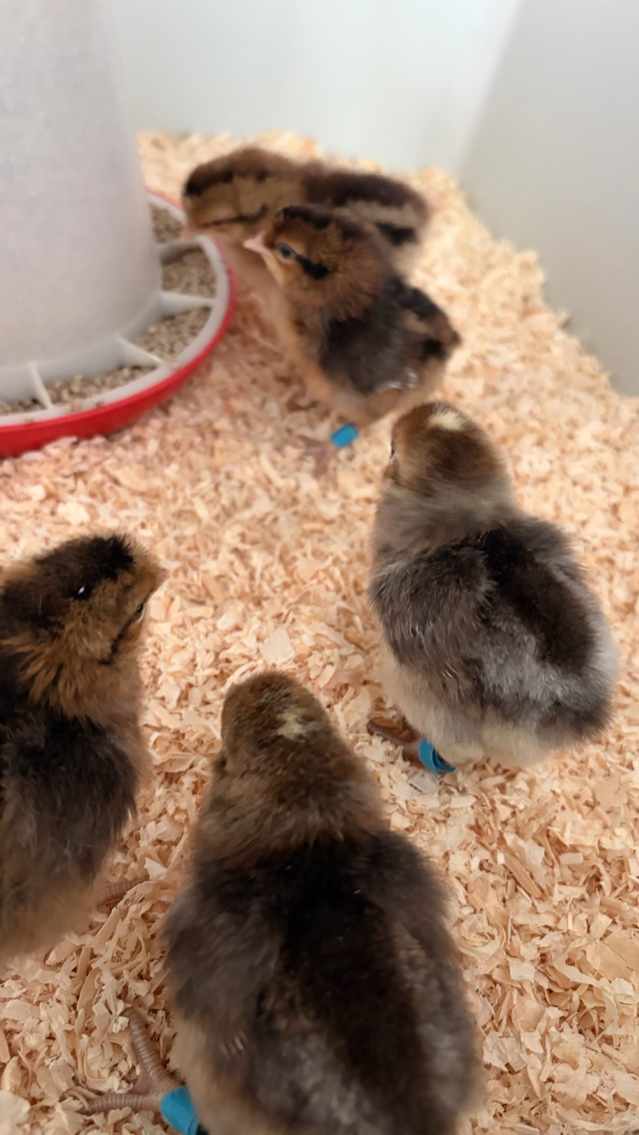 2 Crested Cream Legbar Male Chicks Available 4