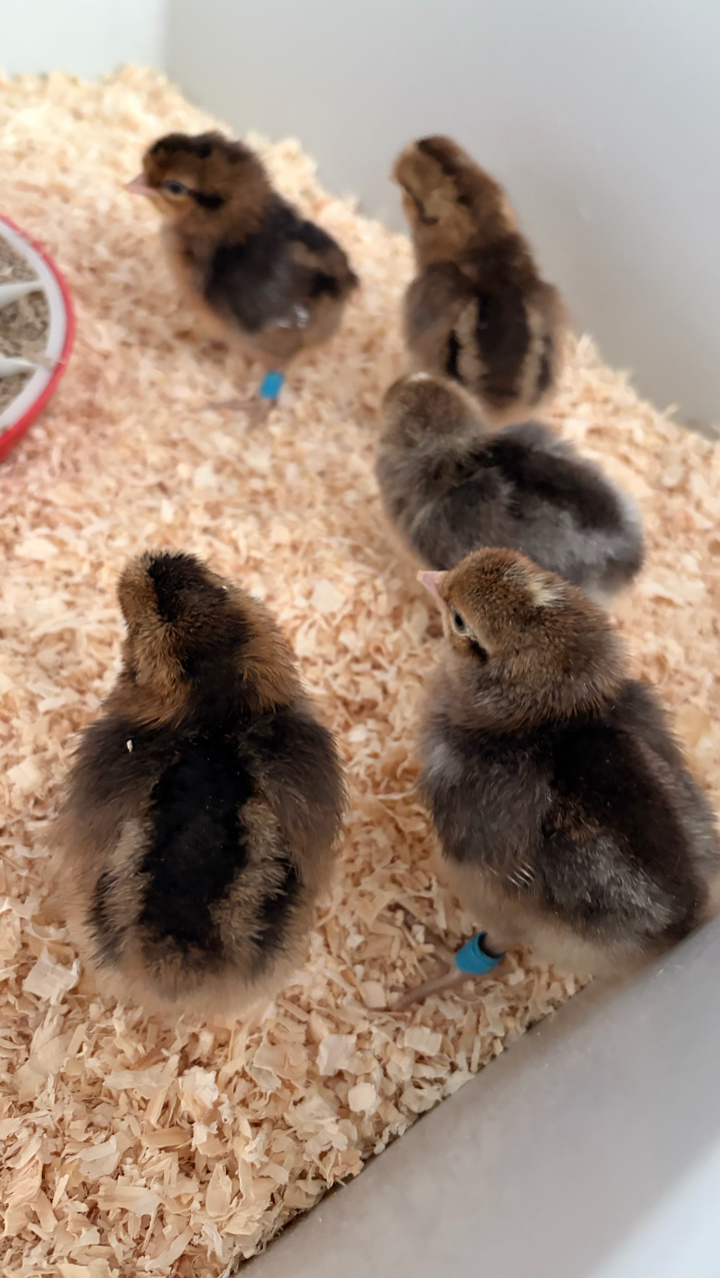 2 Crested Cream Legbar Male Chicks Available 3