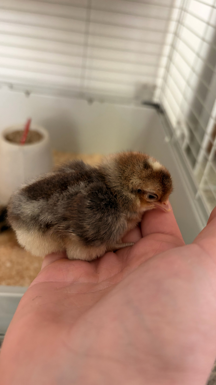 2 Crested Cream Legbar Male Chicks Available 2