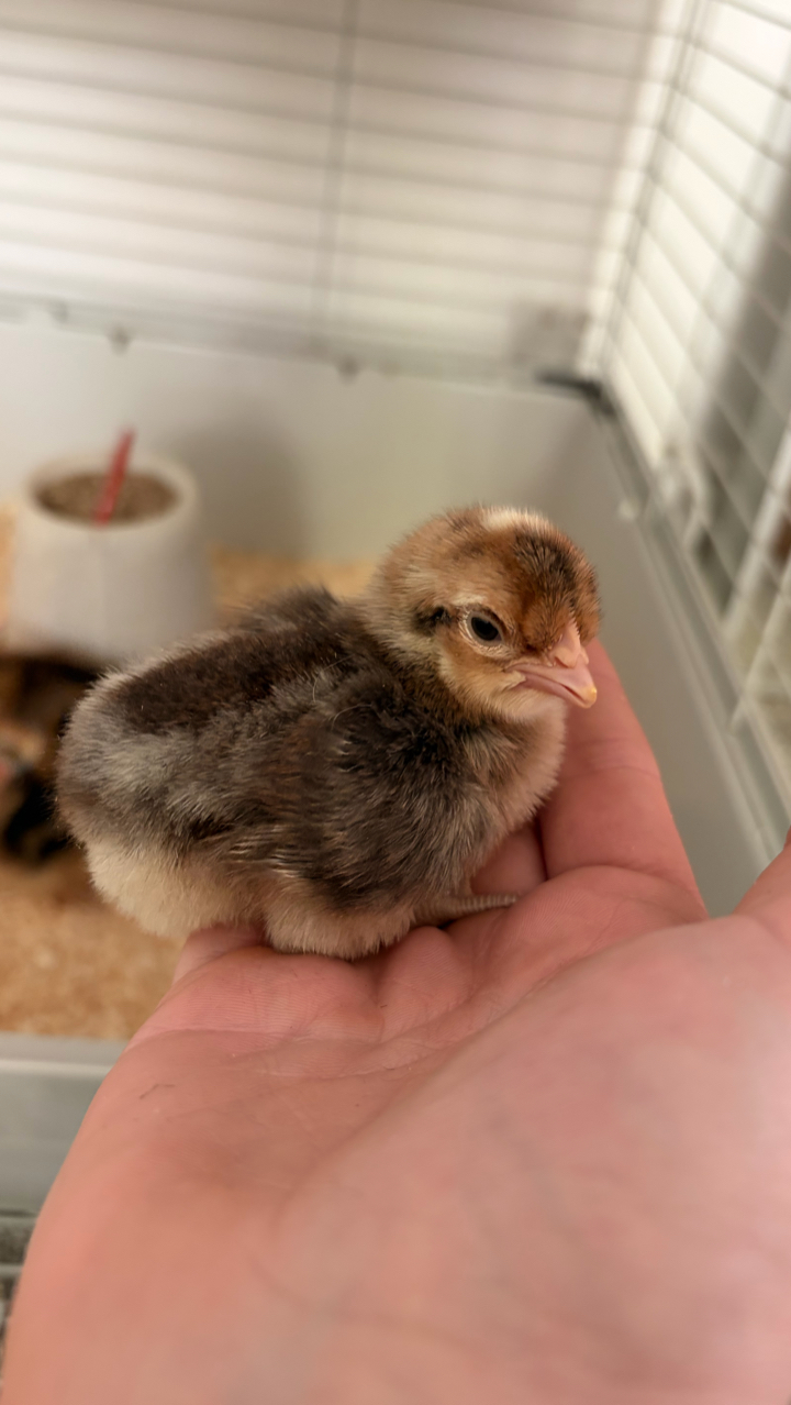 2 Crested Cream Legbar Male Chicks Available