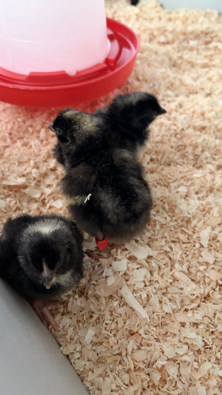 Cuckoo Maran Day-Old Chicks (Unsexed) – 2 Available 4