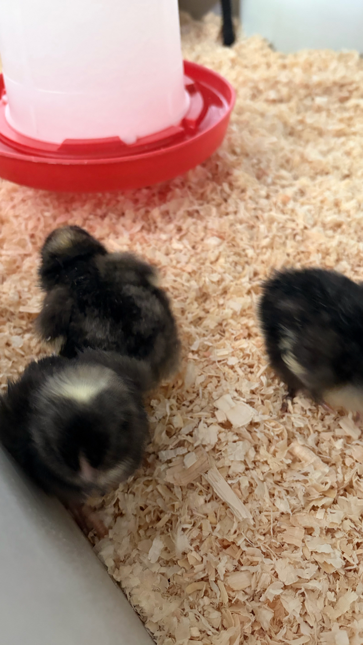 Cuckoo Maran Day-Old Chicks (Unsexed) – 2 Available 3
