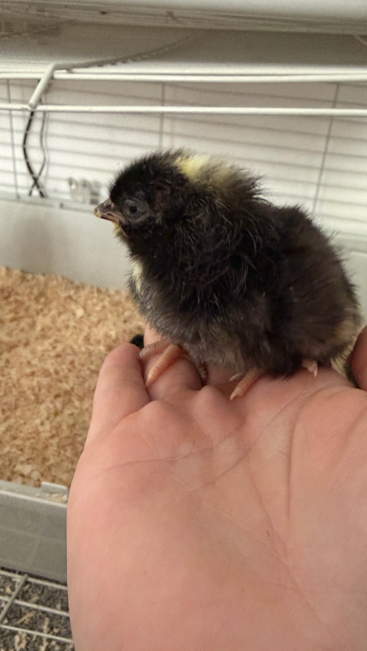 Cuckoo Maran Day-Old Chicks (Unsexed) – 2 Available 2