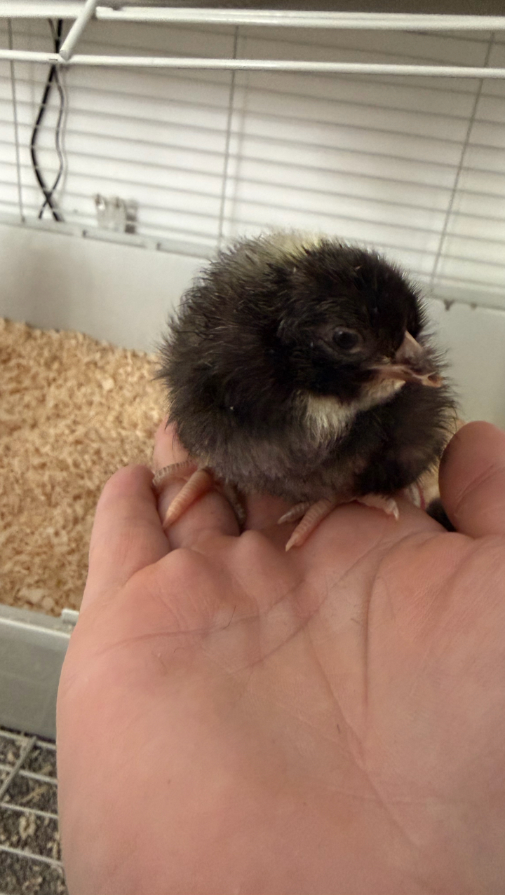 Cuckoo Maran Day-Old Chicks (Unsexed) – 2 Available