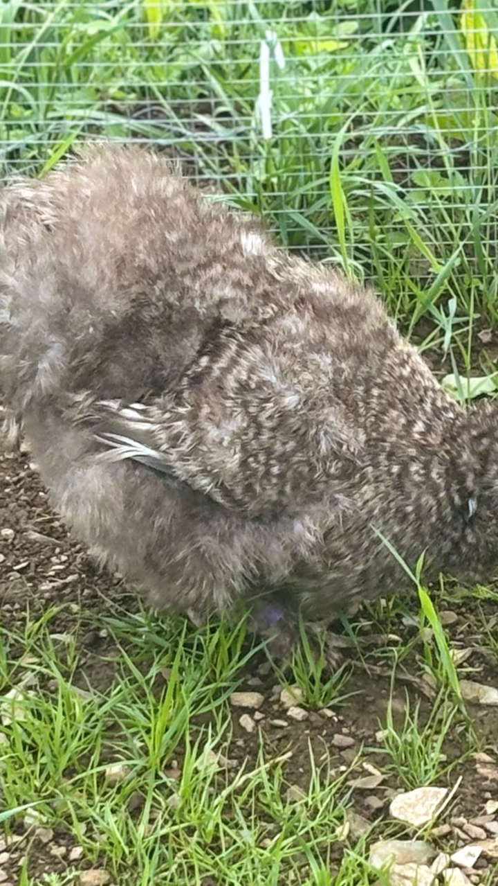 Cuckoo Silkie Hen 3