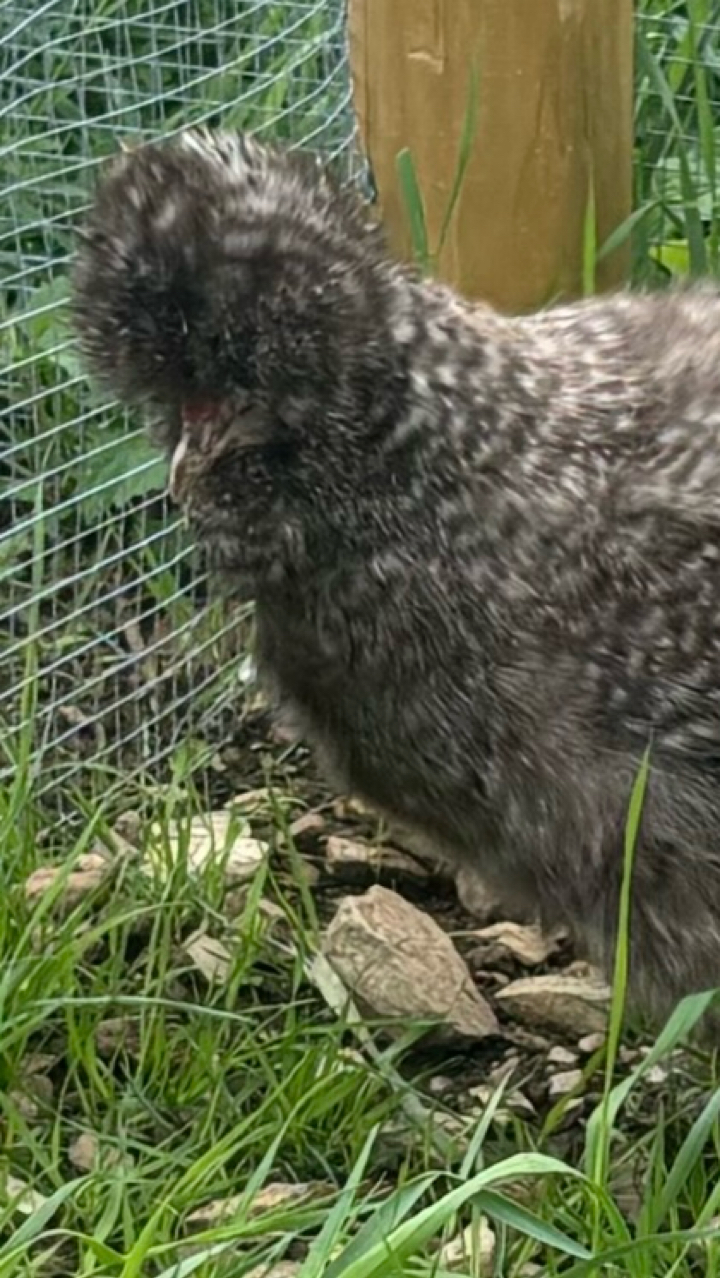 Cuckoo Silkie Hen