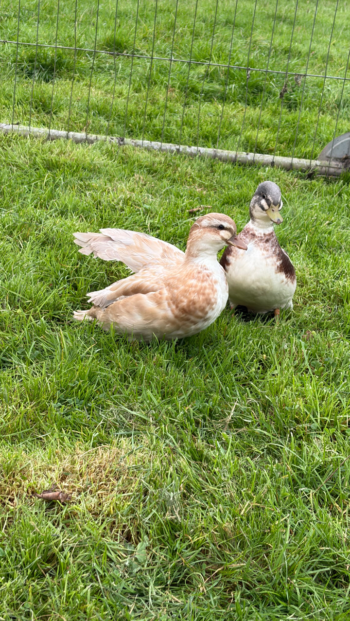 butterscotch Call Ducks 2