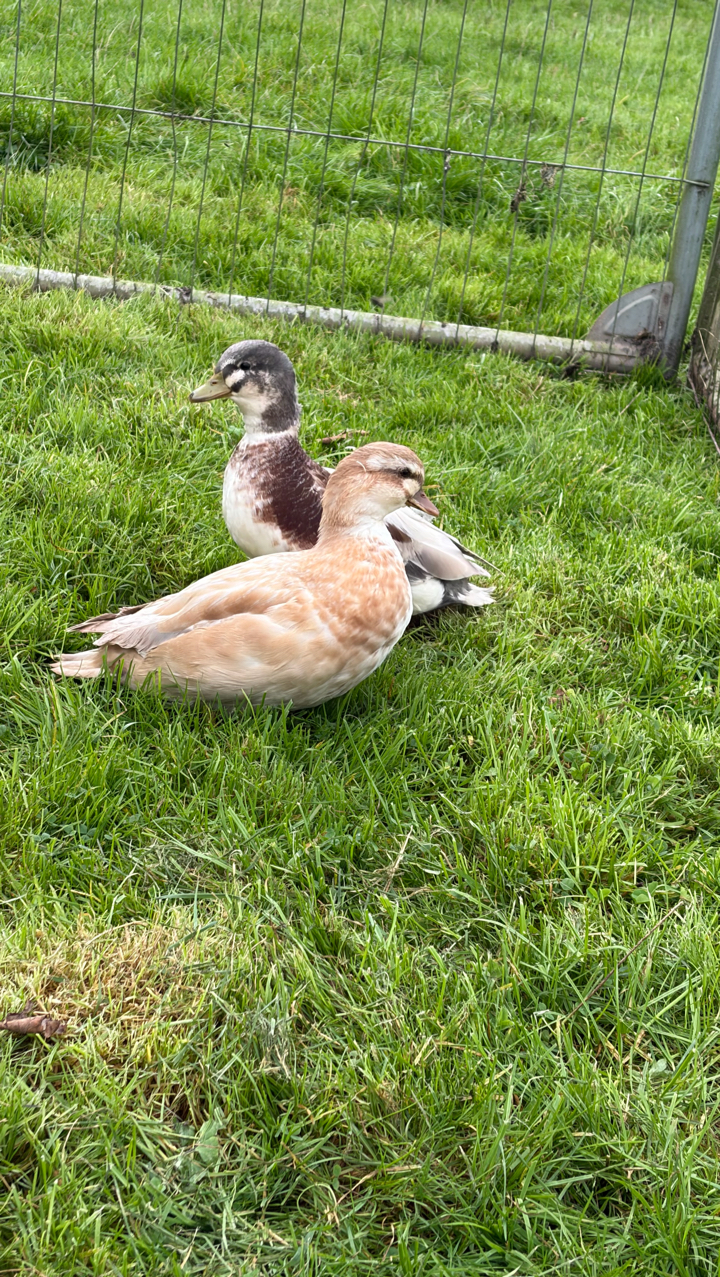 butterscotch Call Ducks