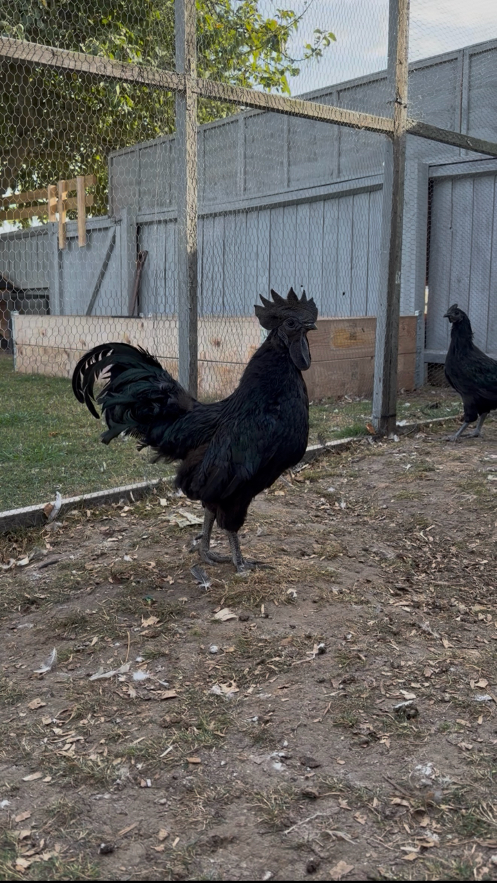 ayam cemani