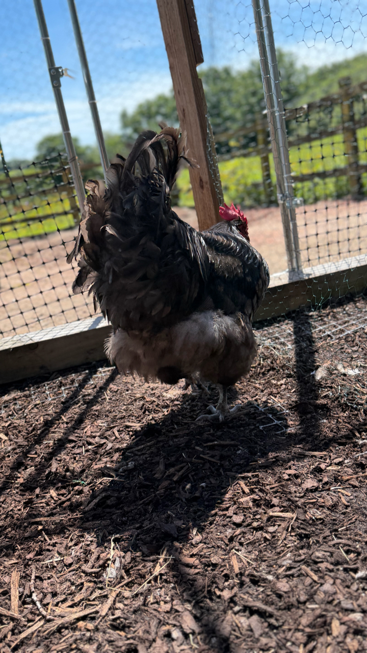 Black Orpington’s hatching eggs 2