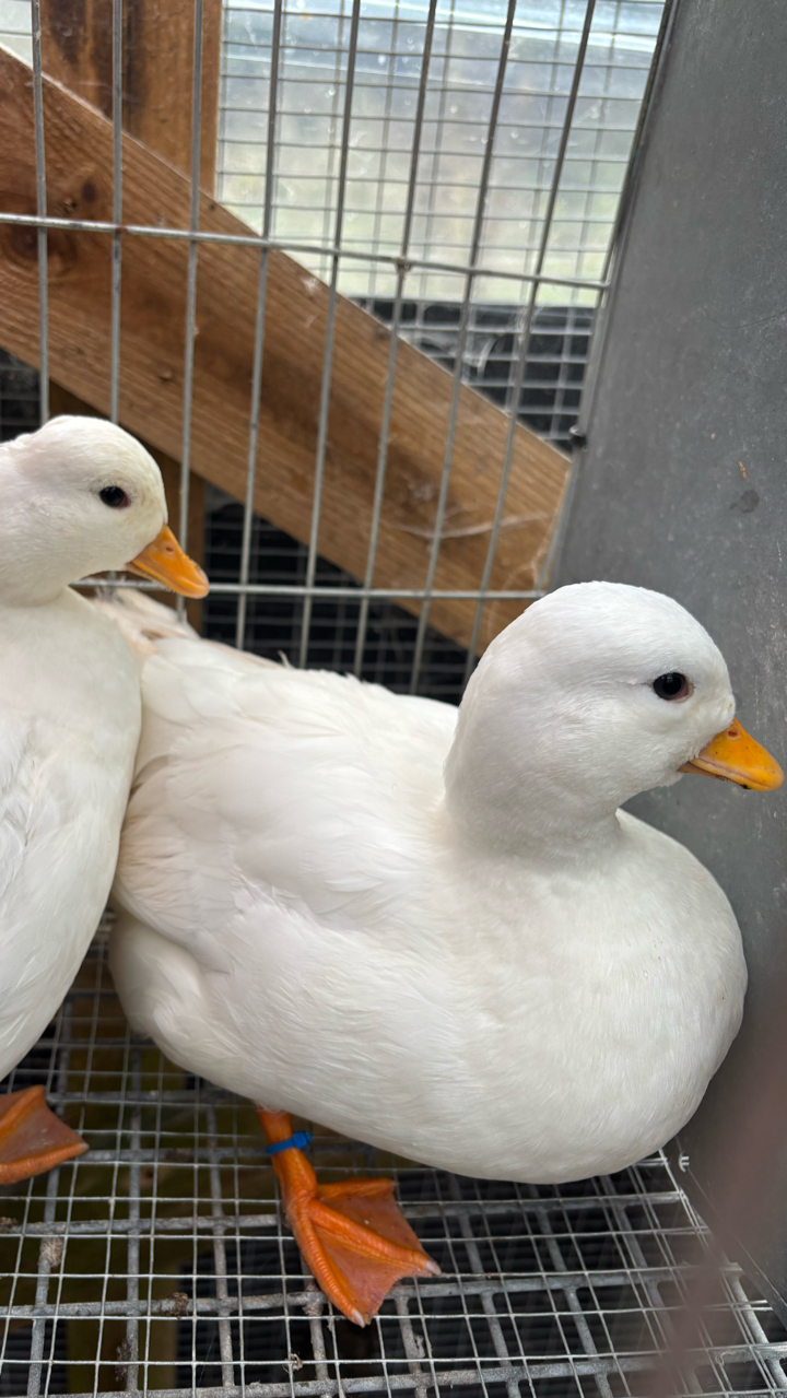 White call ducks 2