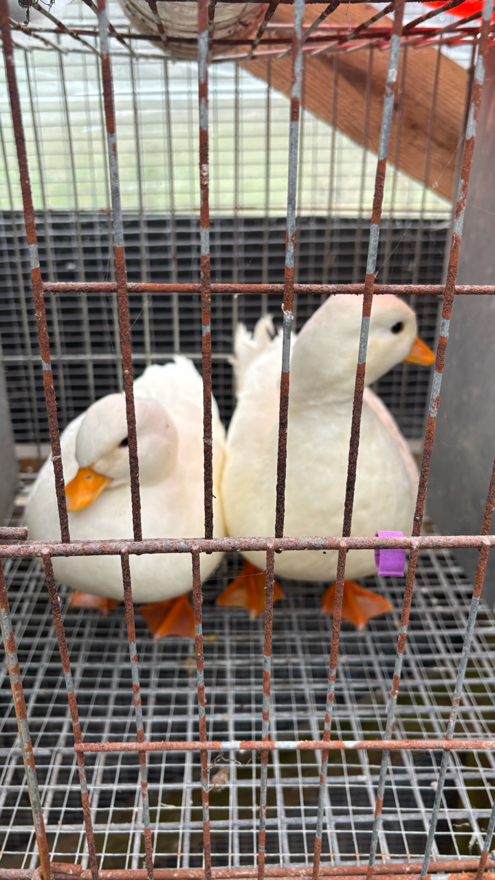 White call ducks 3