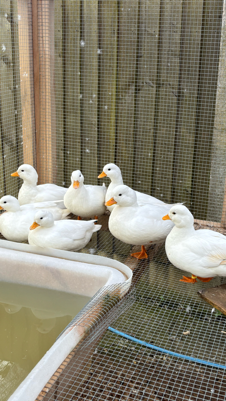 White call ducks