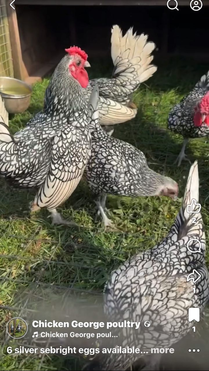 6 silver sebright hatching eggs