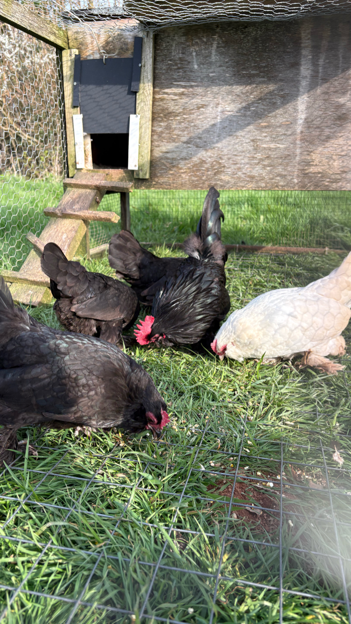 6 black/white D’uccle hatching eggs