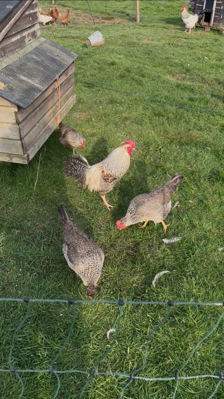 6 cream legbar hatching eggs