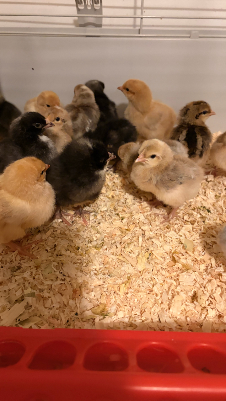 Pure Breed Day Old Chicks 7